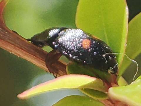 Image of Two-spotted Sap Beetle