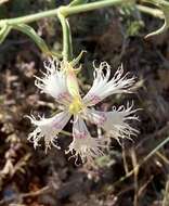 Image of Dianthus libanotis Labill.