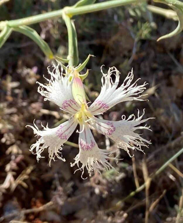 Image of Dianthus libanotis Labill.