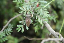 Image of Florida leaf-footed bug