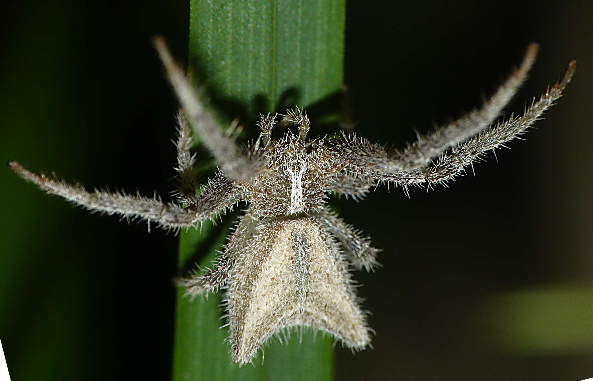 Sivun Sidymella hirsuta (L. Koch 1874) kuva