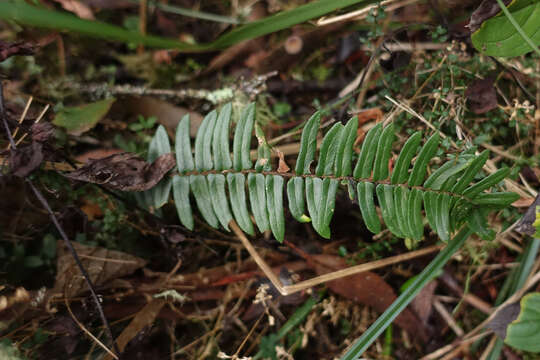 Image of Pellaea falcata (R. Br.) Fée