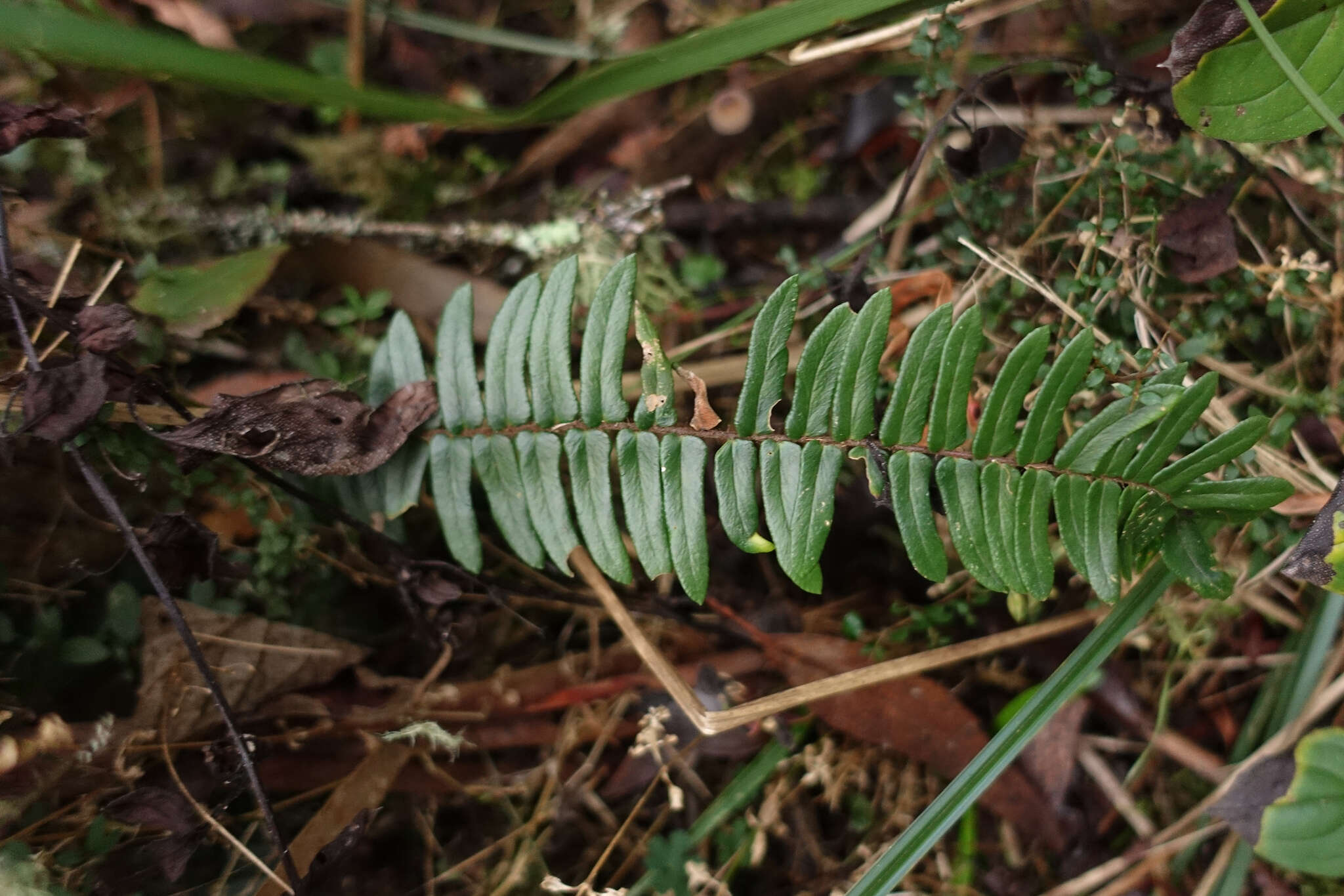 Plancia ëd Pellaea falcata (R. Br.) Fée