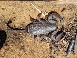 Image of Magaliesberg Rock Scorpion