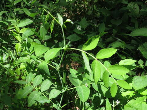 Image of Lathyrus davidii Hance