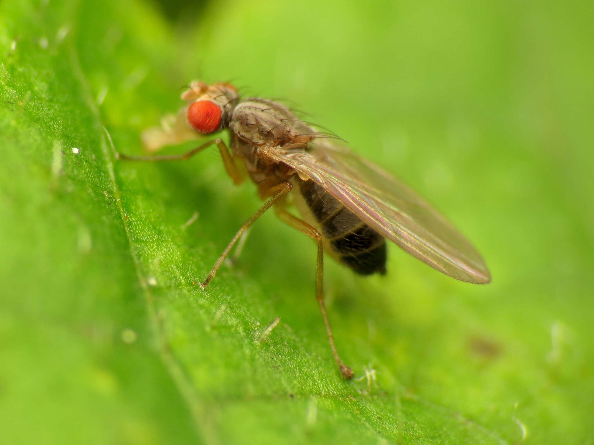 Image of Pomace fly