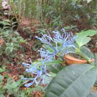 Image de Faramea multiflora A. Rich.