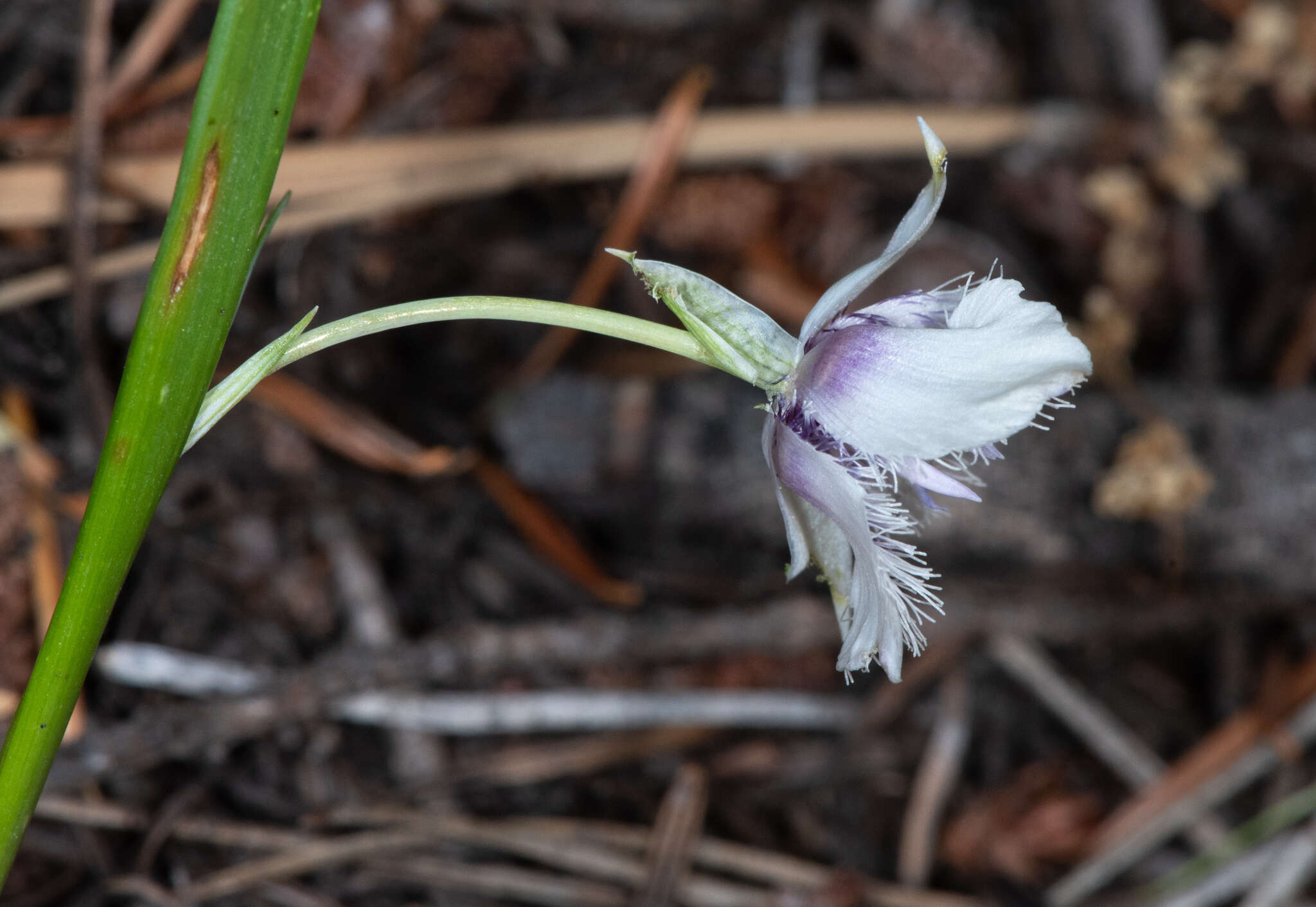 Imagem de Calochortus coeruleus (Kellogg) S. Watson