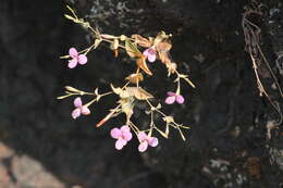 Image of Canscora diffusa (Vahl) R. Br. ex Roem. & Schult.