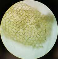 Plancia ëd Hydrodictyon reticulatum