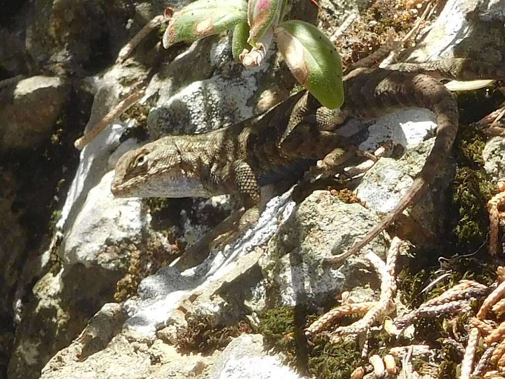 Image of Common Sagebrush Lizard