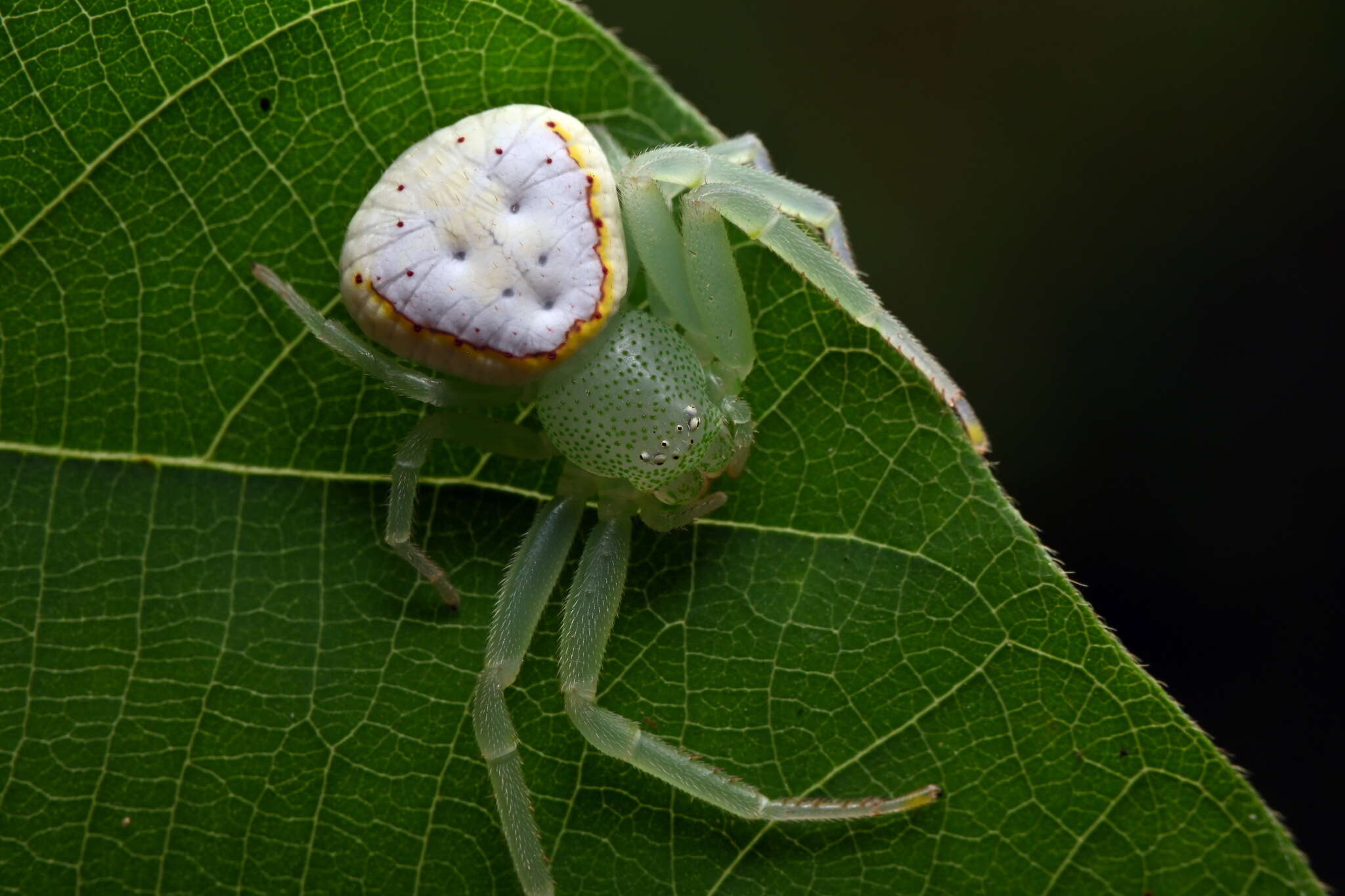 Image of Massuria bellula Xu, Han & Li 2008