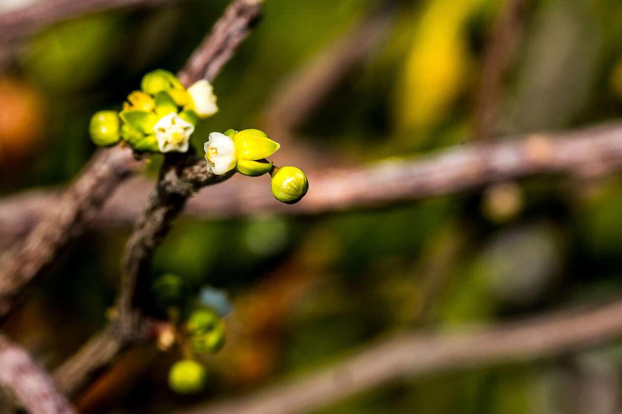 Imagem de Cynanchum gerrardii (Harvey) S. Liede