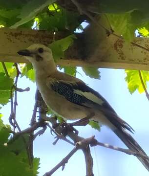 Image de Garrulus glandarius atricapillus Geoffroy Saint-Hilaire & I 1832