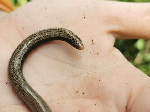 Image of Yolk-bellied Snake-skink