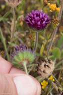 Image of Gray's Clover