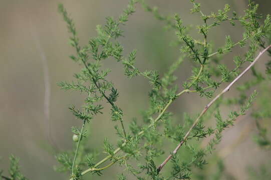 Image of Asparagus pseudoscaber Grecescu