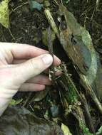 Image of Gastrodia cunninghamii Hook. fil.