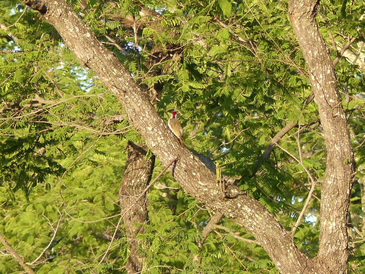 Image of Speckle-throated Woodpecker