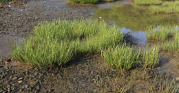 Image of Sea Arrowgrass