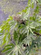 Image of Fatsia polycarpa Hayata