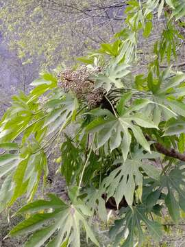 Image of Fatsia polycarpa Hayata