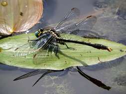 Image of Lilypad Clubtail