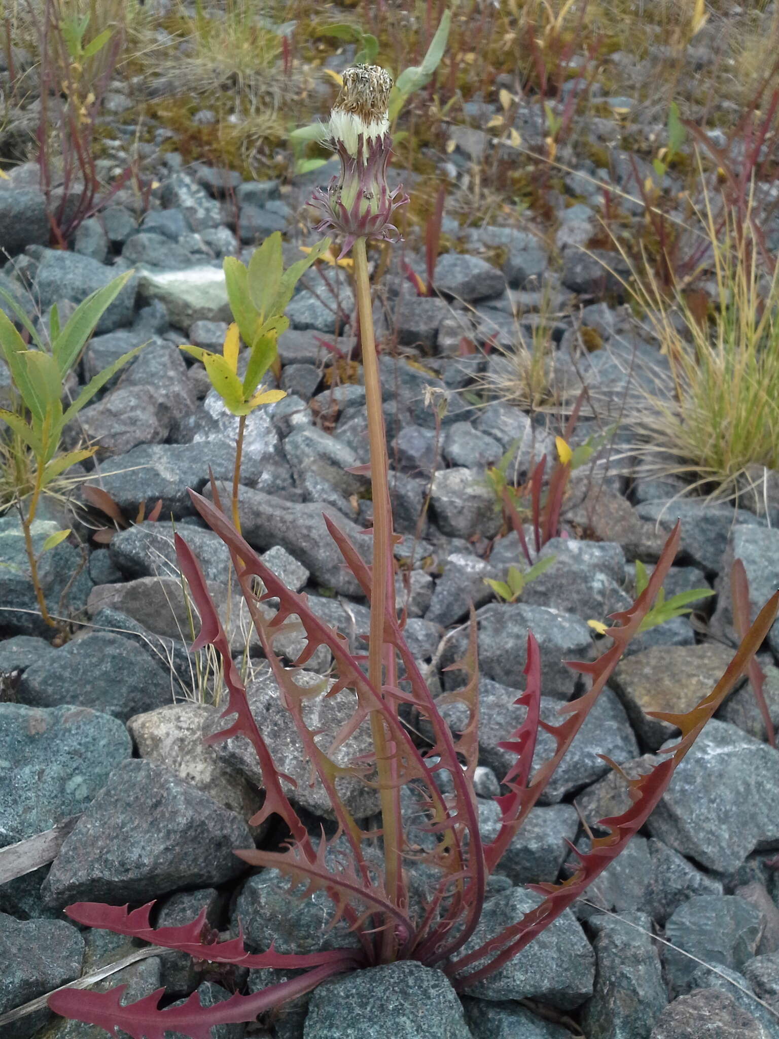 Image of Showy dandelion