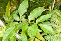 Image of wild angelica