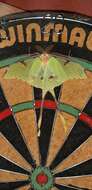 Image of African Luna moth