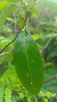 Image of Rinorea arborea (Thou.) Baill.