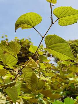 Imagem de Vitis tiliifolia Humb. & Bonpl. ex Roem. & Schult.