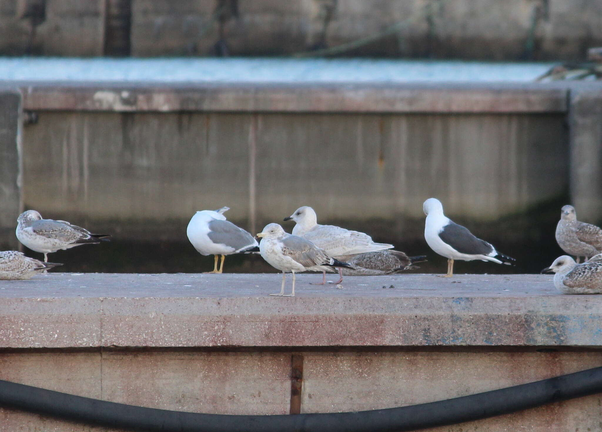 Image of Iceland Gull