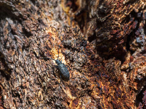 Слика од Monochamus impluviatus Motschulsky 1859