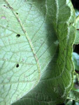 Image de Bunchosia macrophylla Rose ex Pittier