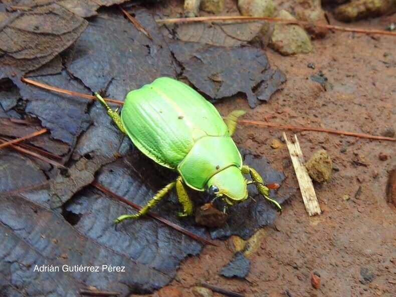 Imagem de Chrysina laniventris (Sturm 1843)