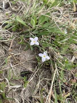 Image of rose bluet