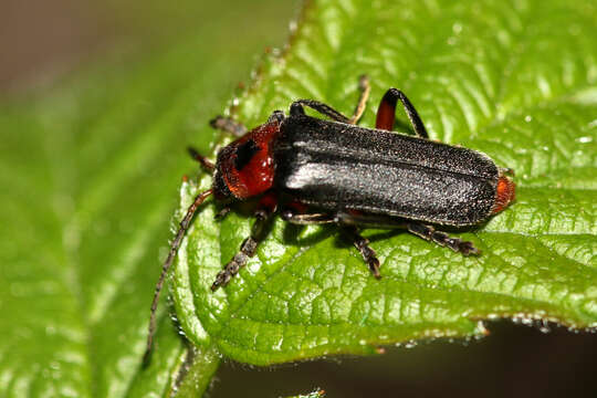 Image of Cantharis rustica Fallén 1807