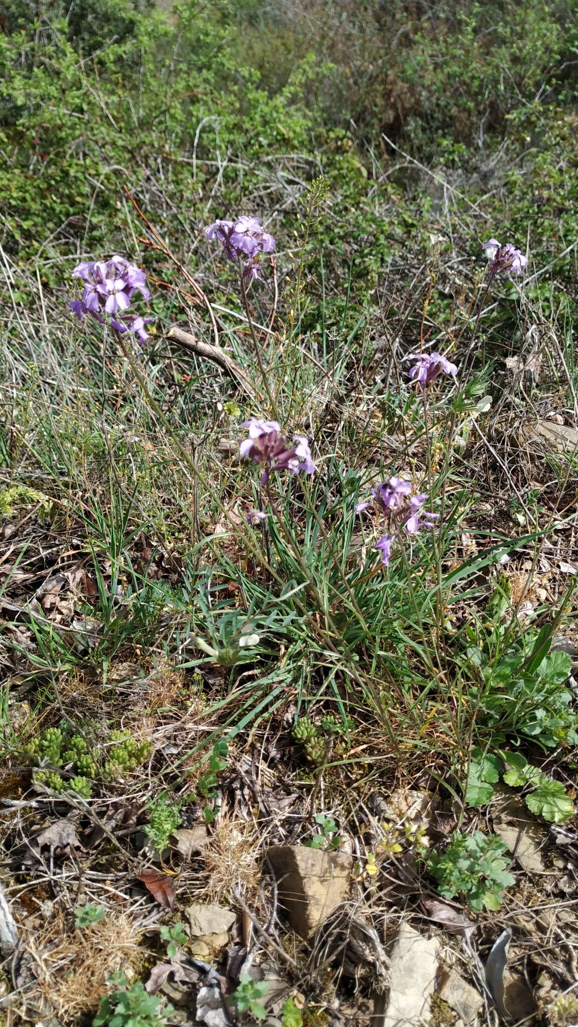 Image of Erysimum linifolium (Pers.) J. Gay