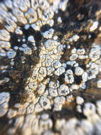 Image of Hoary cobblestone lichen;   Cracked lichen