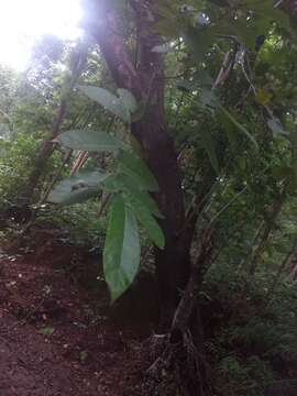 Image of Ficus semicordata Buch. ex J. E. Smith