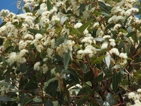 صورة Eucalyptus marginata subsp. marginata