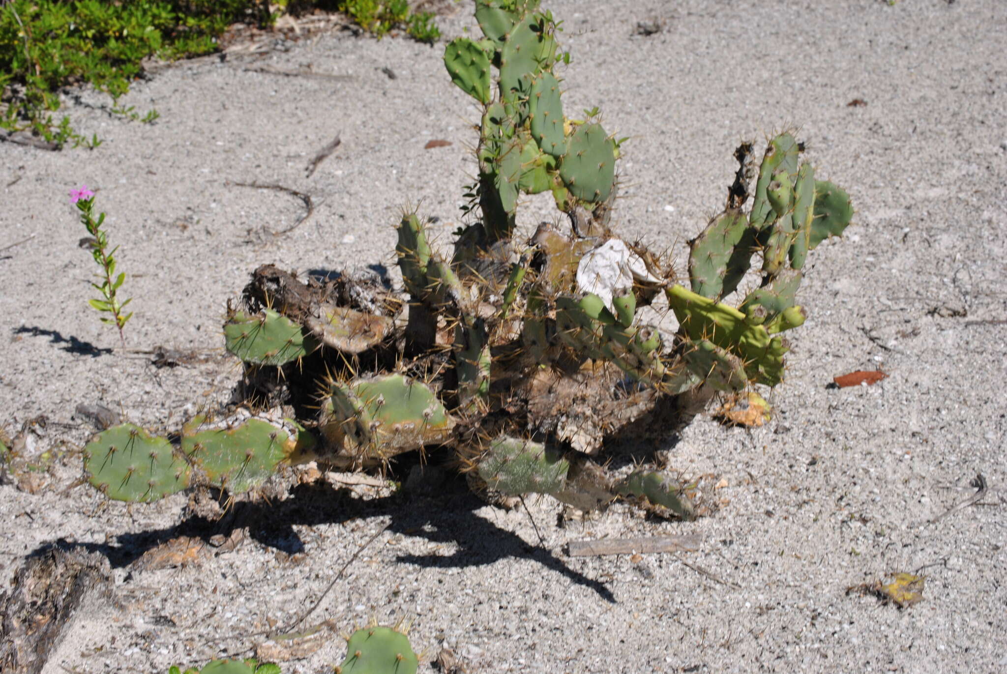 Image of Eastern Prickly Pear