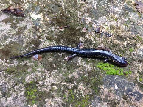 Image of Western Slimy Salamander