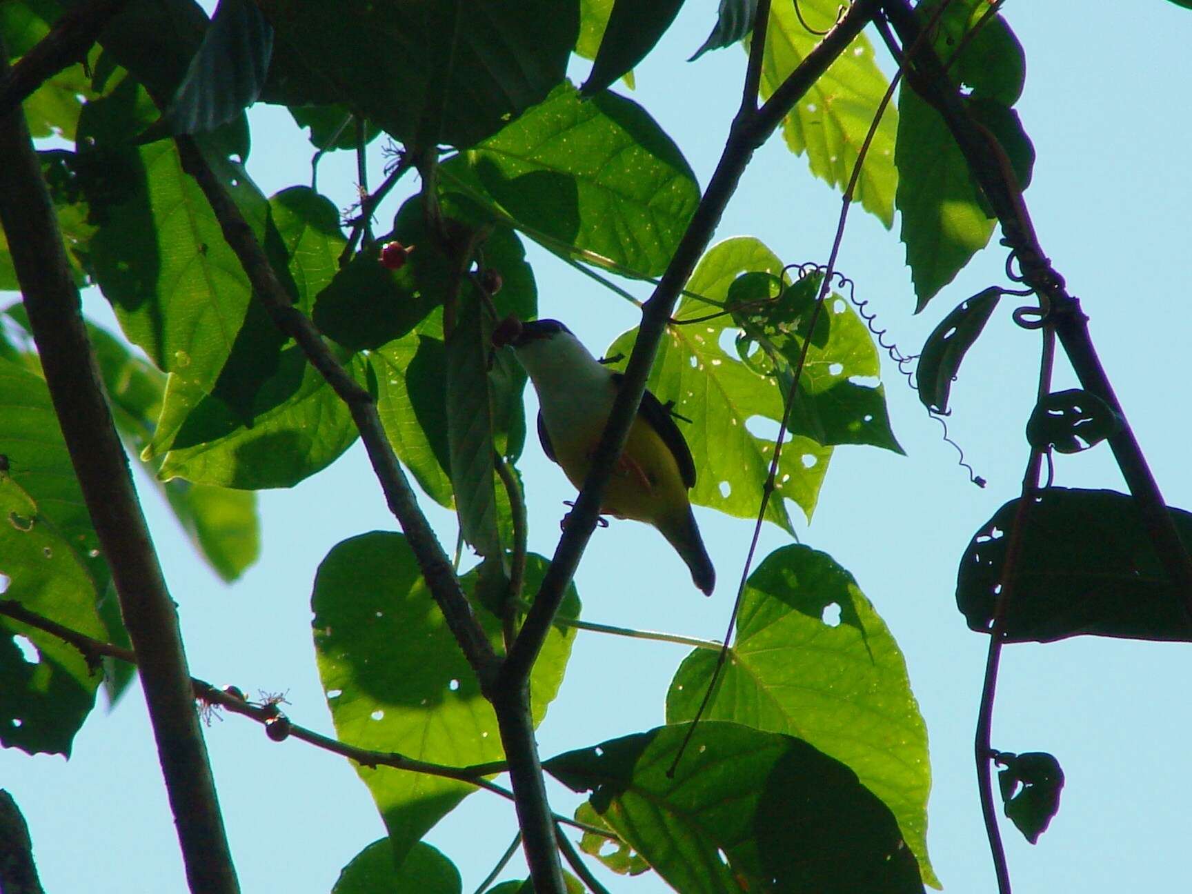 Image of White-collared Manakin