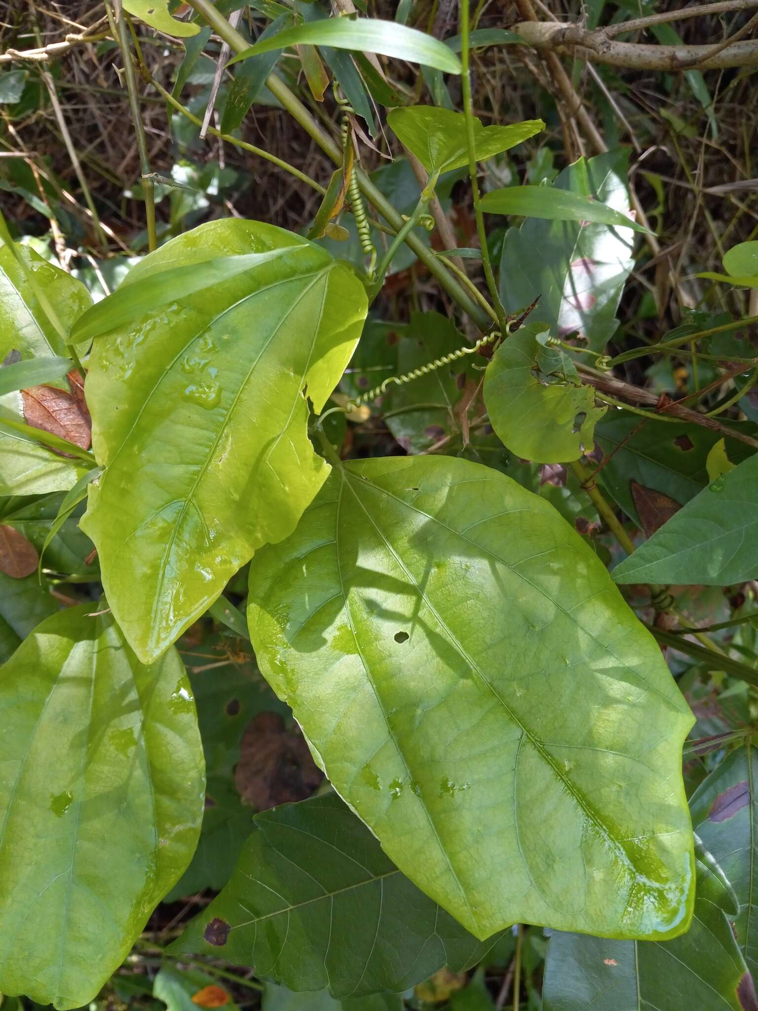 Image of Passiflora intricata