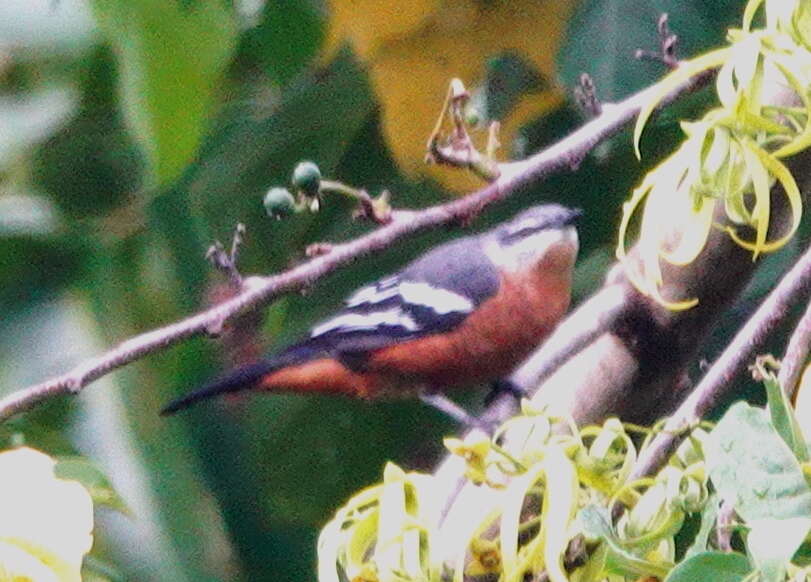 Image of Rufous-bellied Triller