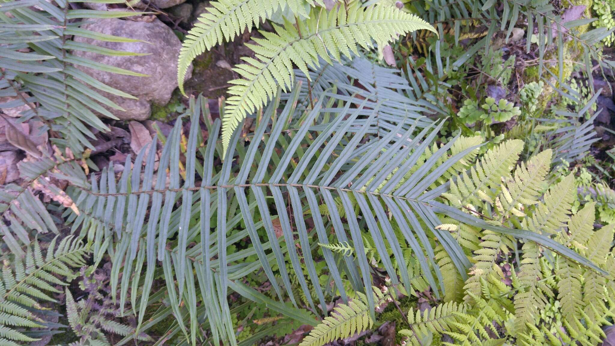 Imagem de Pteris vittata L.