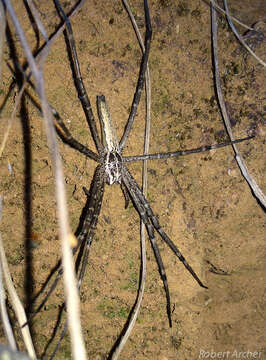 Image of Euprosthenops bayaonianus (Brito Capello 1867)