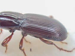 Image of Pterostichus (Leptoferonia) marinensis Hacker 1968